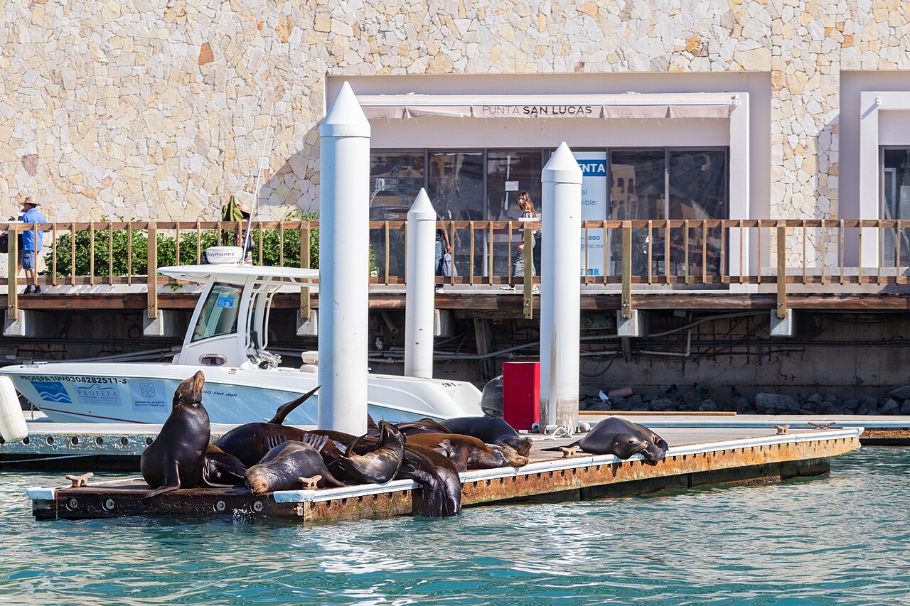 Lions de mer de Californie à Cabo San Lucas au Mexique Lions de mer de Californie à Cabo San Lucas au Mexique