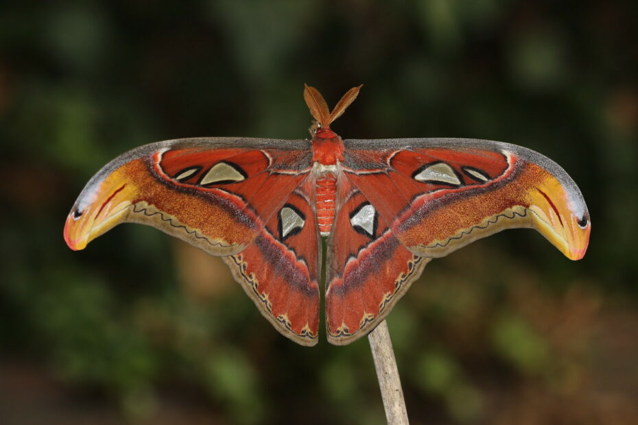 Papillon Atlas : le géant aux ailes en forme de tête de serpent papillon atlas attacus atlas Papillon Atlas Attacus atlas adulte aux ailes déployées