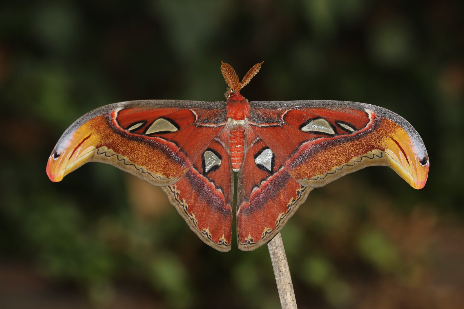 Papillon Atlas Attacus atlas adulte aux ailes déployées Papillon Atlas Attacus atlas adulte aux ailes déployées