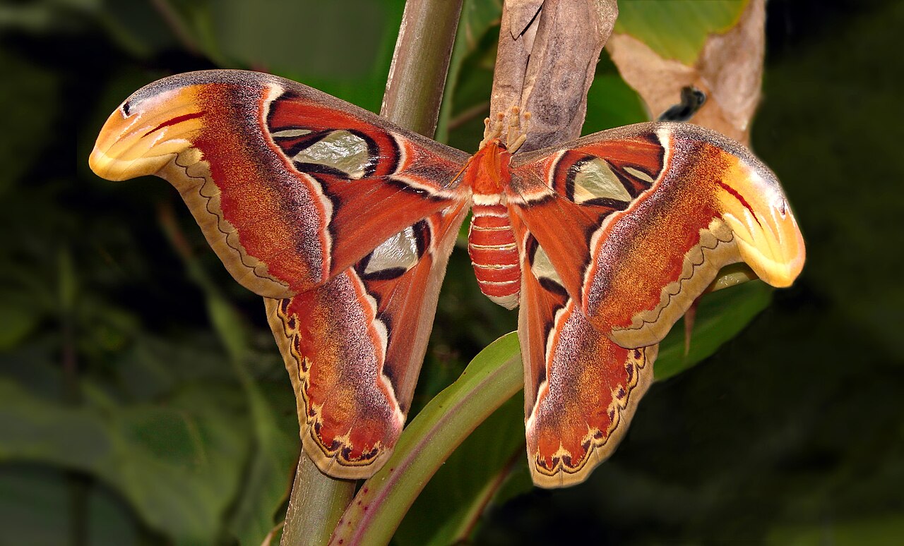 Grande femelle du papillon Atlas Attacus atlas Grande femelle du papillon Atlas Attacus atlas