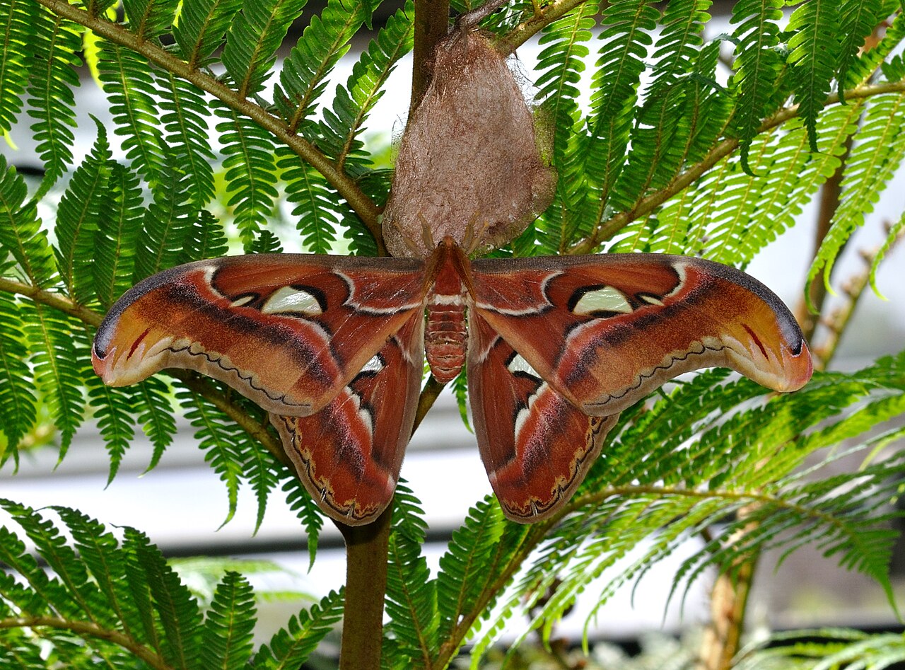 Papillon Atlas mâle Attacus atlas à côté de son cocon Papillon Atlas mâle Attacus atlas à côté de son cocon