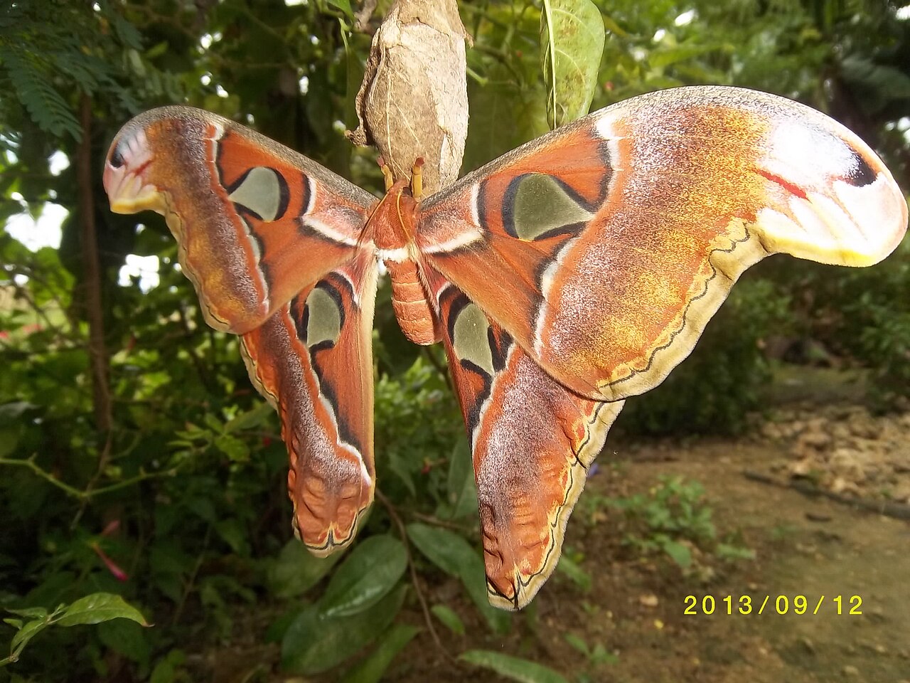 Extrémité d'une aile de papillon Atlas ressemblant à une tête de serpent Extrémité d'une aile de papillon Atlas ressemblant à une tête de serpent