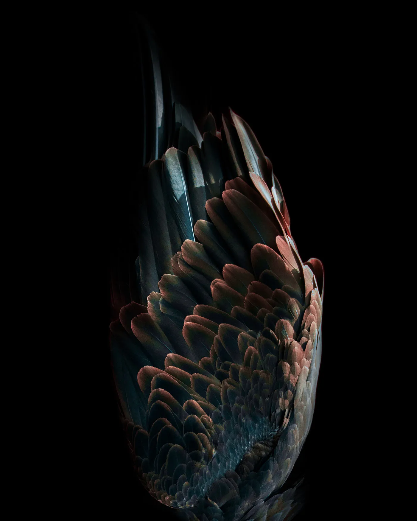 Aviary - la beauté de la structure des plumages par Tom Leighton Aviary la beaute de la structure des plumages par Tom Leighton plume oiseau 2 Aviary-la-beaute-de-la-structure-des-plumages-par-Tom-Leighton-plume-oiseau