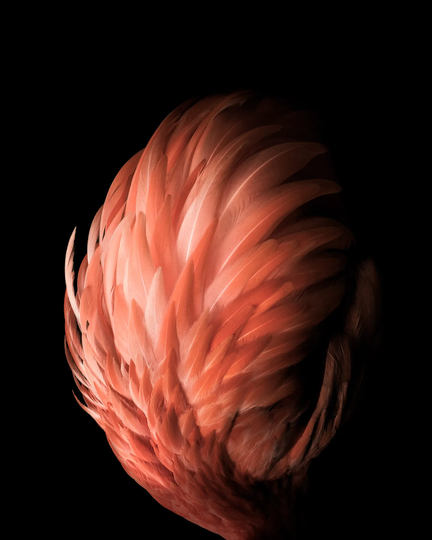 Aviary - la beauté de la structure des plumages par Tom Leighton Aviary la beaute de la structure des plumages par Tom Leighton plume oiseau 3 Aviary-la-beaute-de-la-structure-des-plumages-par-Tom-Leighton-plume-oiseau