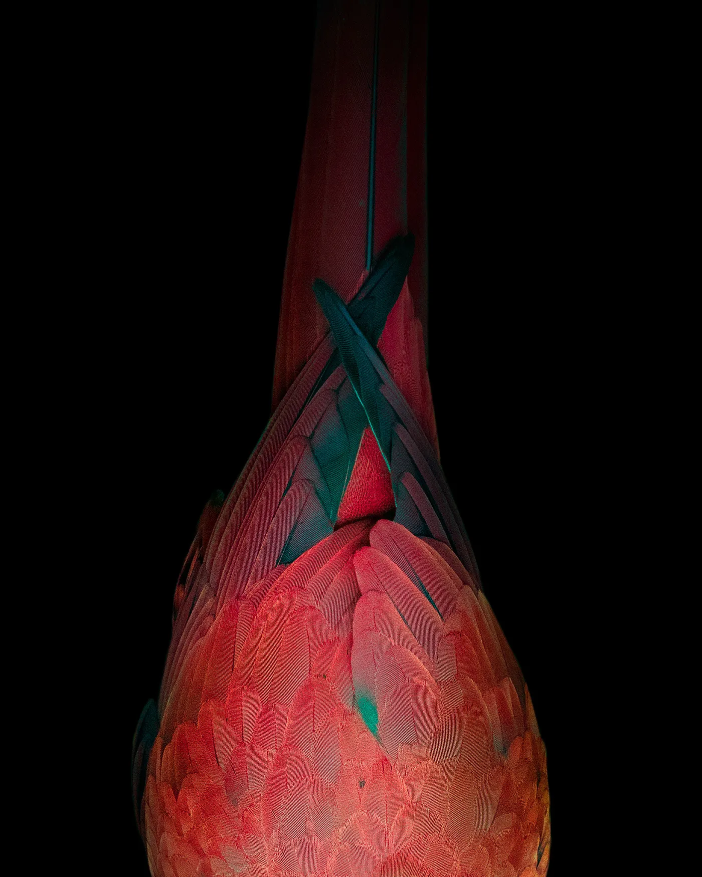 Aviary - la beauté de la structure des plumages par Tom Leighton Aviary la beaute de la structure des plumages par Tom Leighton plume oiseau 4 Aviary-la-beaute-de-la-structure-des-plumages-par-Tom-Leighton-plume-oiseau