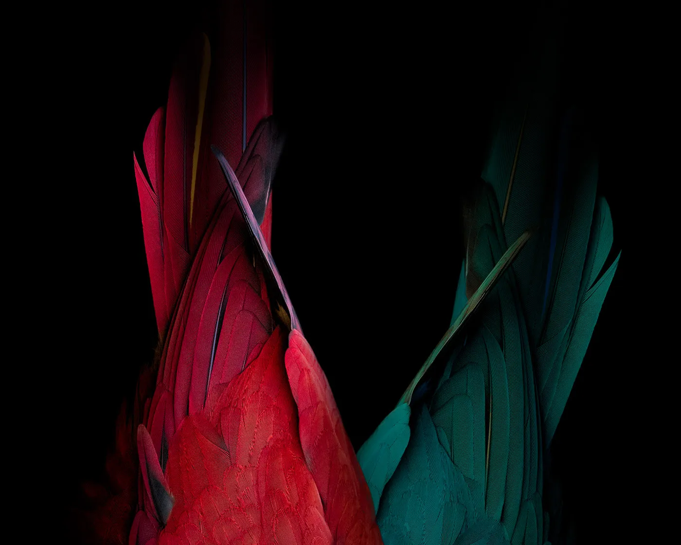 Aviary - la beauté de la structure des plumages par Tom Leighton Aviary la beaute de la structure des plumages par Tom Leighton plume oiseau 7 Aviary-la-beaute-de-la-structure-des-plumages-par-Tom-Leighton-plume-oiseau