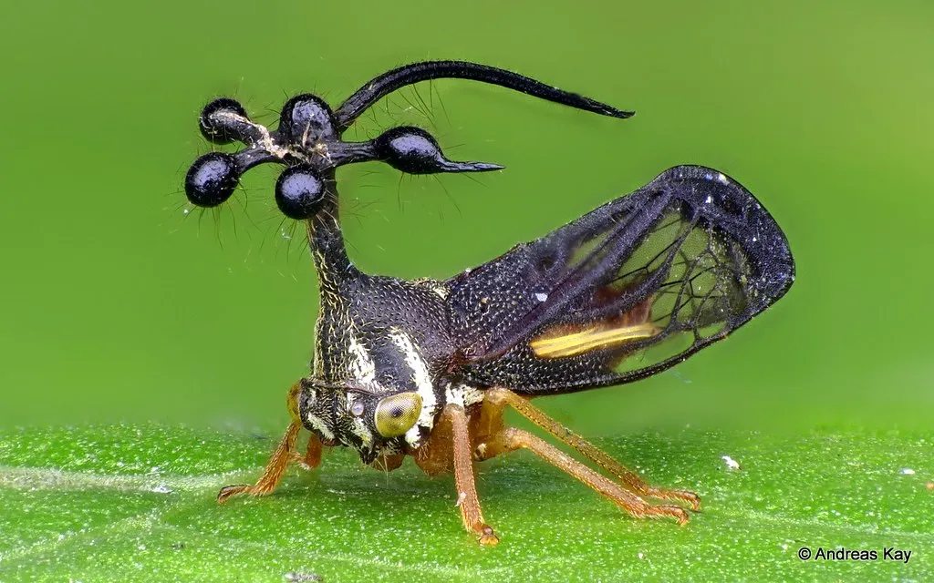 Bocydium globulare - un étrange insecte à tête d'hélicoptère qui semble d'une autre planète Bocydium globulare un etrange insecte a tete d helicoptere qui semble d une autre planete cigale cicadelle bresil guyane 2 Bocydium-globulare-un-etrange-insecte-a-tete-d-helicoptere-qui-semble-d-une-autre-planete-cigale-cicadelle-bresil-guyane-2