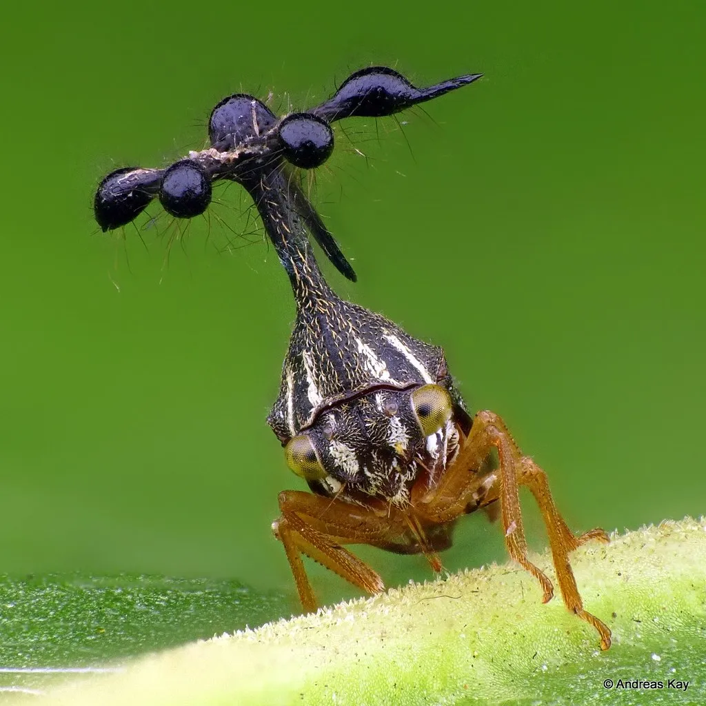 Bocydium globulare - un étrange insecte à tête d'hélicoptère qui semble d'une autre planète Bocydium globulare un etrange insecte a tete d helicoptere qui semble d une autre planete cigale cicadelle bresil guyane 3 Bocydium globulare un etrange insecte a tete d helicoptere qui semble d une autre planete cigale cicadelle bresil guyane 3