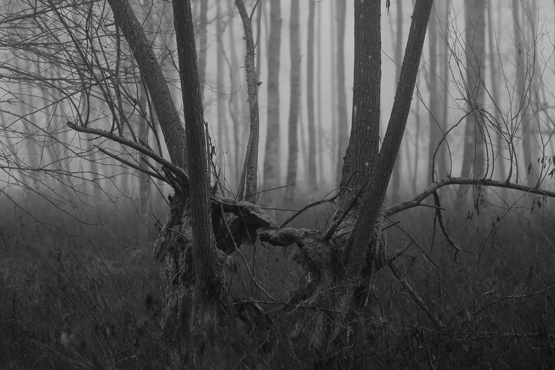 Ghosts - des arbres fantomatiques par Mindaugas Buivydas Ghosts des arbres fantomatiques par Mindaugas Buivydas litunanie memel Klaipeda 2 Ghosts-des-arbres-fantomatiques-par-Mindaugas-Buivydas-litunanie-memel-Klaipeda