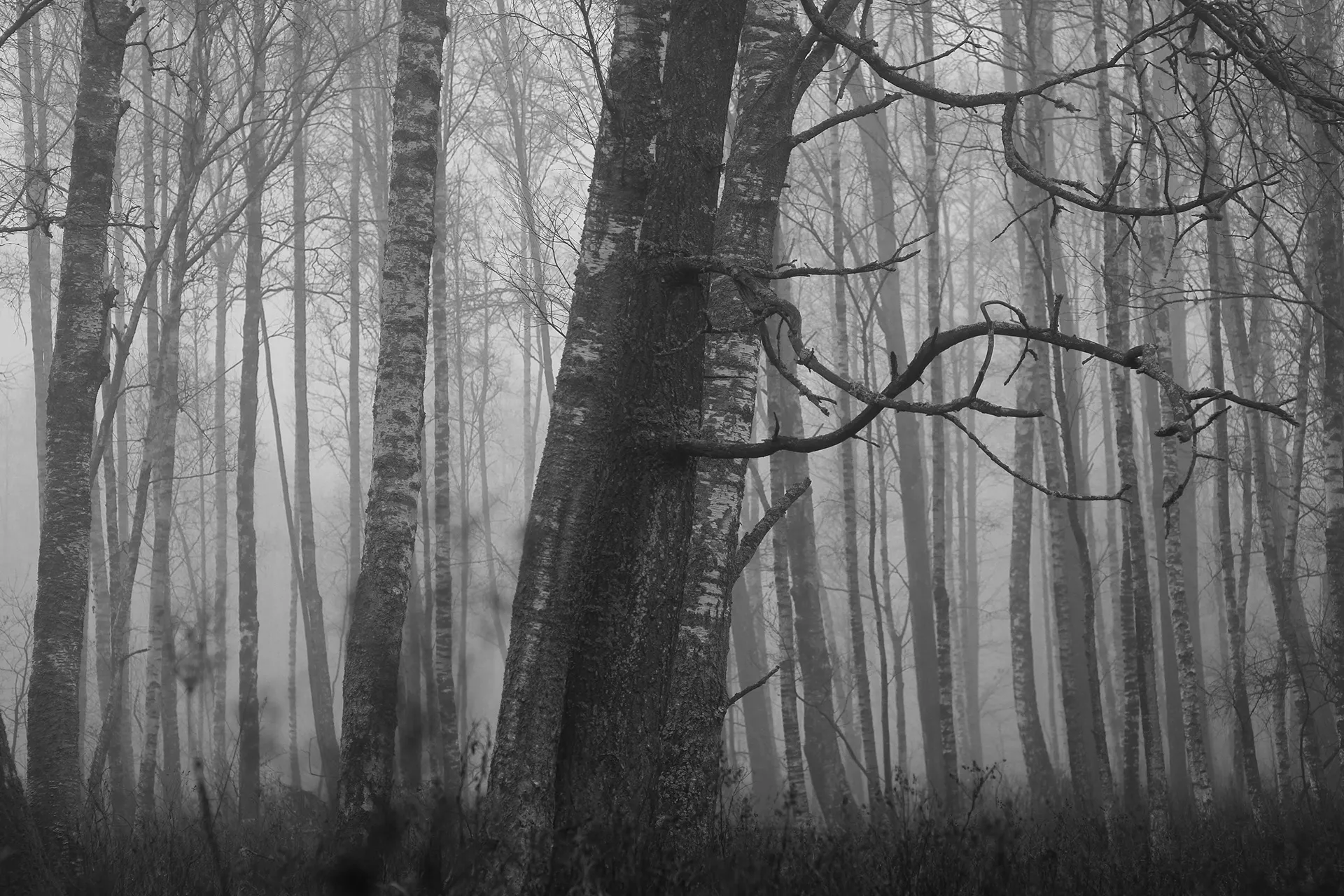Ghosts - des arbres fantomatiques par Mindaugas Buivydas Ghosts des arbres fantomatiques par Mindaugas Buivydas litunanie memel Klaipeda 3 Ghosts-des-arbres-fantomatiques-par-Mindaugas-Buivydas-litunanie-memel-Klaipeda