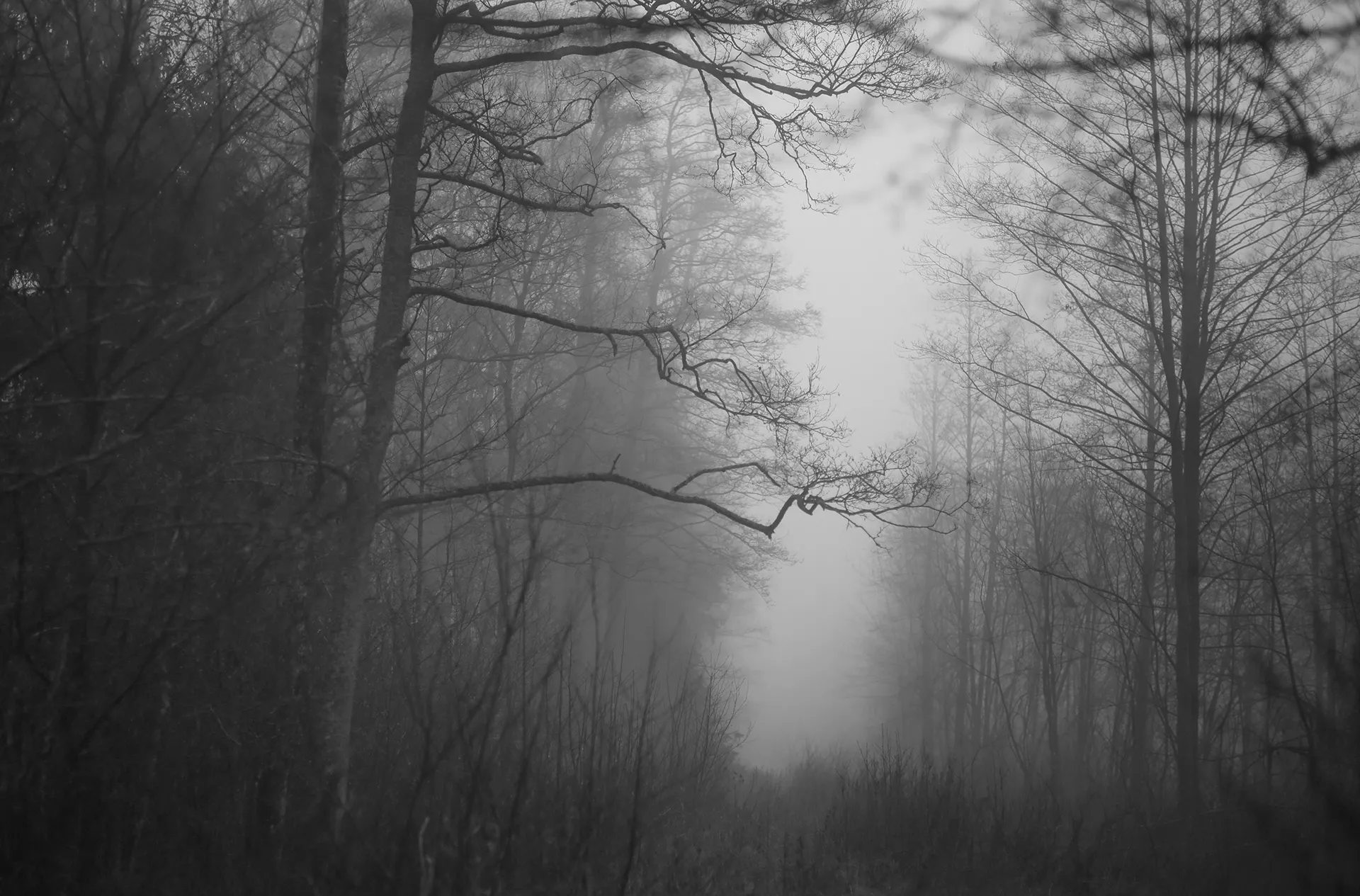 Ghosts - des arbres fantomatiques par Mindaugas Buivydas Ghosts des arbres fantomatiques par Mindaugas Buivydas litunanie memel Klaipeda 4 Ghosts-des-arbres-fantomatiques-par-Mindaugas-Buivydas-litunanie-memel-Klaipeda