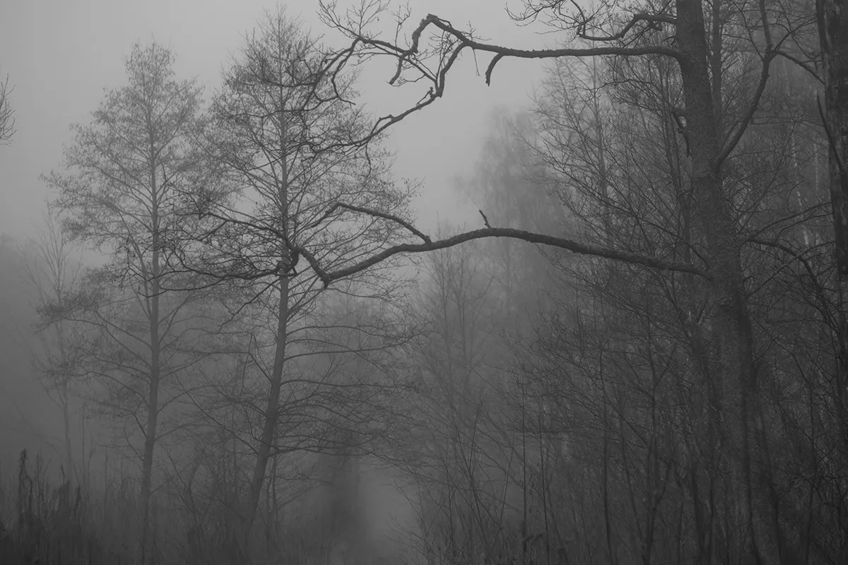 Ghosts - des arbres fantomatiques par Mindaugas Buivydas Ghosts des arbres fantomatiques par Mindaugas Buivydas litunanie memel Klaipeda 5 Ghosts-des-arbres-fantomatiques-par-Mindaugas-Buivydas-litunanie-memel-Klaipeda