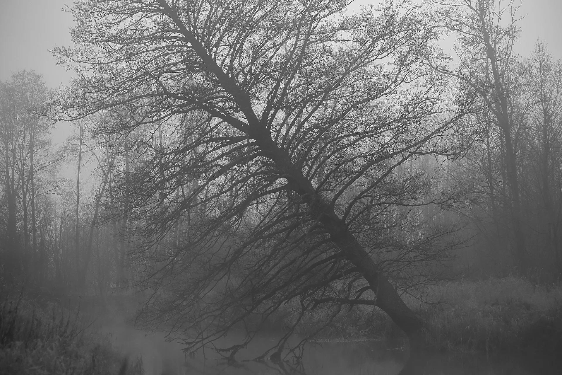 Ghosts - des arbres fantomatiques par Mindaugas Buivydas Ghosts des arbres fantomatiques par Mindaugas Buivydas litunanie memel Klaipeda 6 Ghosts-des-arbres-fantomatiques-par-Mindaugas-Buivydas-litunanie-memel-Klaipeda