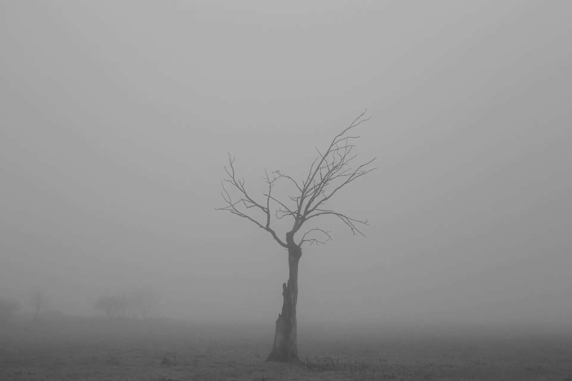 Ghosts - des arbres fantomatiques par Mindaugas Buivydas Ghosts des arbres fantomatiques par Mindaugas Buivydas litunanie memel Klaipeda 8 Ghosts-des-arbres-fantomatiques-par-Mindaugas-Buivydas-litunanie-memel-Klaipeda