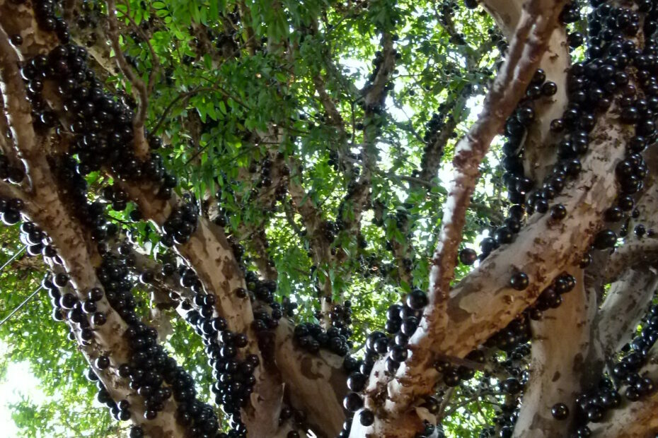 Le Jabuticaba, un arbre avec les fruits sur le tronc Jabuticaba un arbre avec les fruits sur le tronc vigne bresilienne 1 Fruits de jabuticabas mûrs poussant directement sur le tronc et les branches