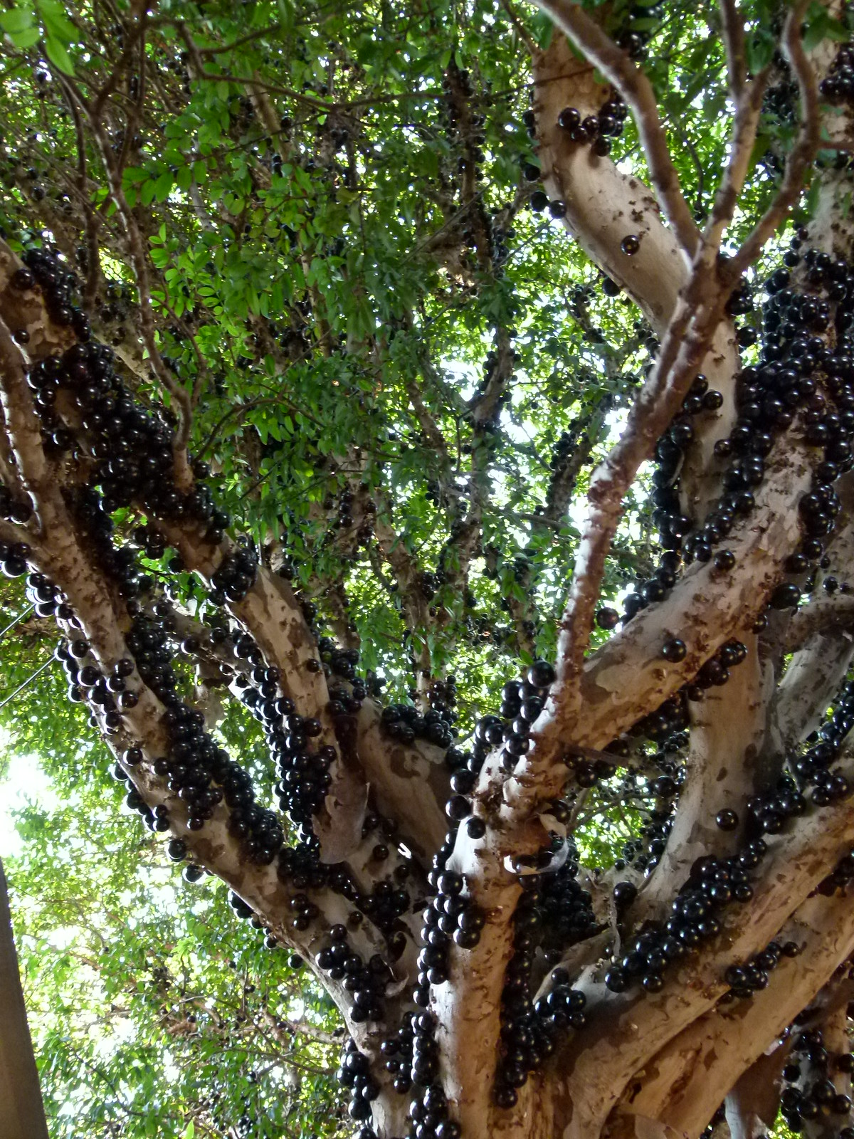 Fruits de jabuticabas mûrs poussant directement sur le tronc et les branches Fruits de jabuticabas mûrs poussant directement sur le tronc et les branches