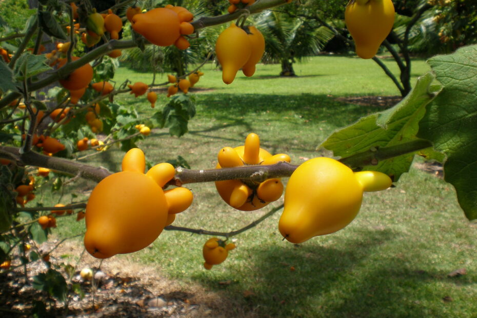 L etrange fruit de la morelle mammiforme ou pomme teton pis de vache doigts 1