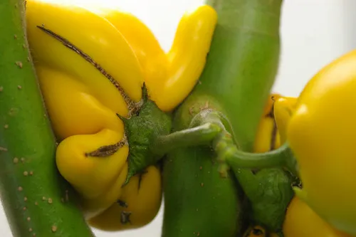 L'étrange fruit de la morelle mammiforme ou pomme téton L etrange fruit de la morelle mammiforme ou pomme teton pis de vache doigts 5 L-etrange-fruit-de-la-morelle-mammiforme-ou-pomme-teton-pis-de-vache-doigts