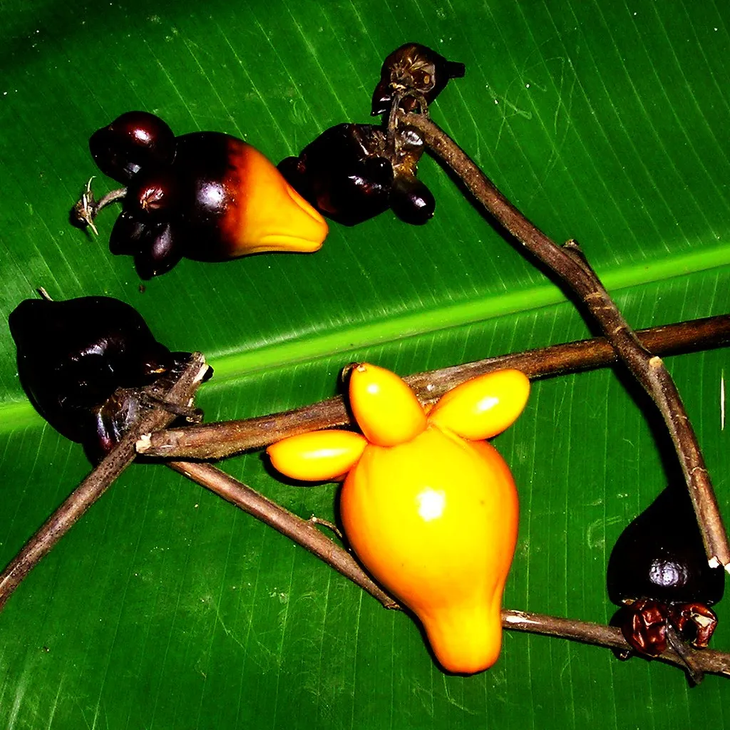 L'étrange fruit de la morelle mammiforme ou pomme téton L etrange fruit de la morelle mammiforme ou pomme teton pis de vache doigts 9 L-etrange-fruit-de-la-morelle-mammiforme-ou-pomme-teton-pis-de-vache-doigts