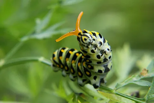 La chenille tigrée du papillon du céleri (machaon noir) La chenille tigree du papillon du celeri machaon noir 10 La-chenille-tigree-du-papillon-du-celeri-machaon-noir-10
