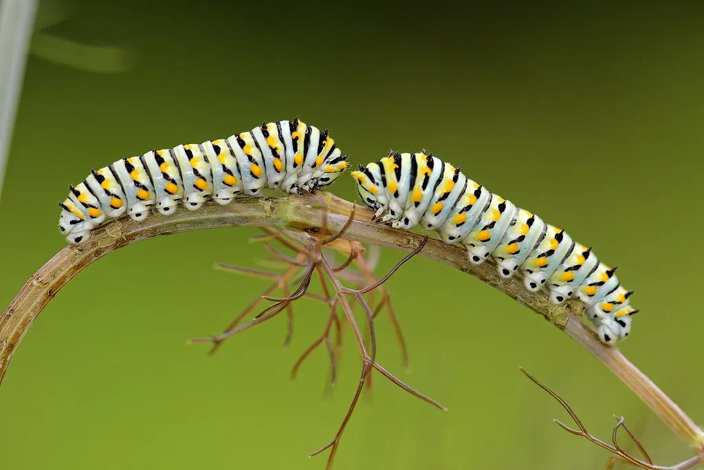 La chenille tigrée du papillon du céleri (machaon noir) La chenille tigree du papillon du celeri machaon noir 2 /La-chenille-tigree-du-papillon-du-celeri-machaon-noir-2