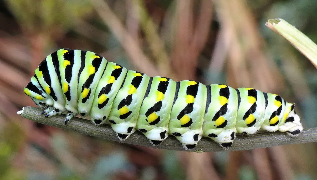 La chenille tigrée du papillon du céleri (machaon noir) La chenille tigree du papillon du celeri machaon noir 3 La-chenille-tigree-du-papillon-du-celeri-machaon-noir-3