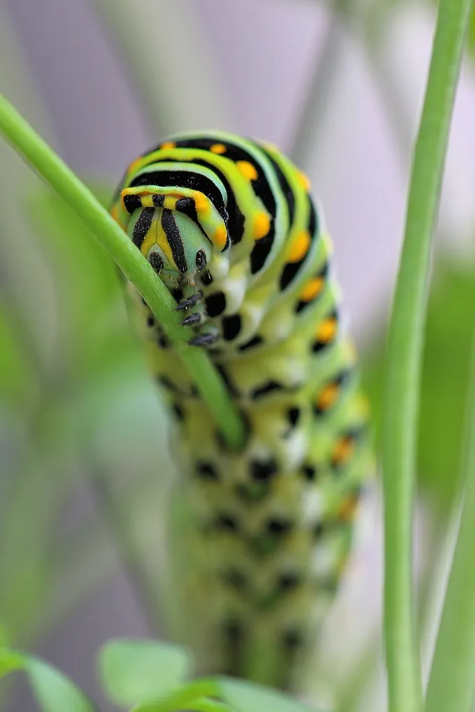 La chenille tigrée du papillon du céleri (machaon noir) La chenille tigree du papillon du celeri machaon noir 4 La-chenille-tigree-du-papillon-du-celeri-machaon-noir-4