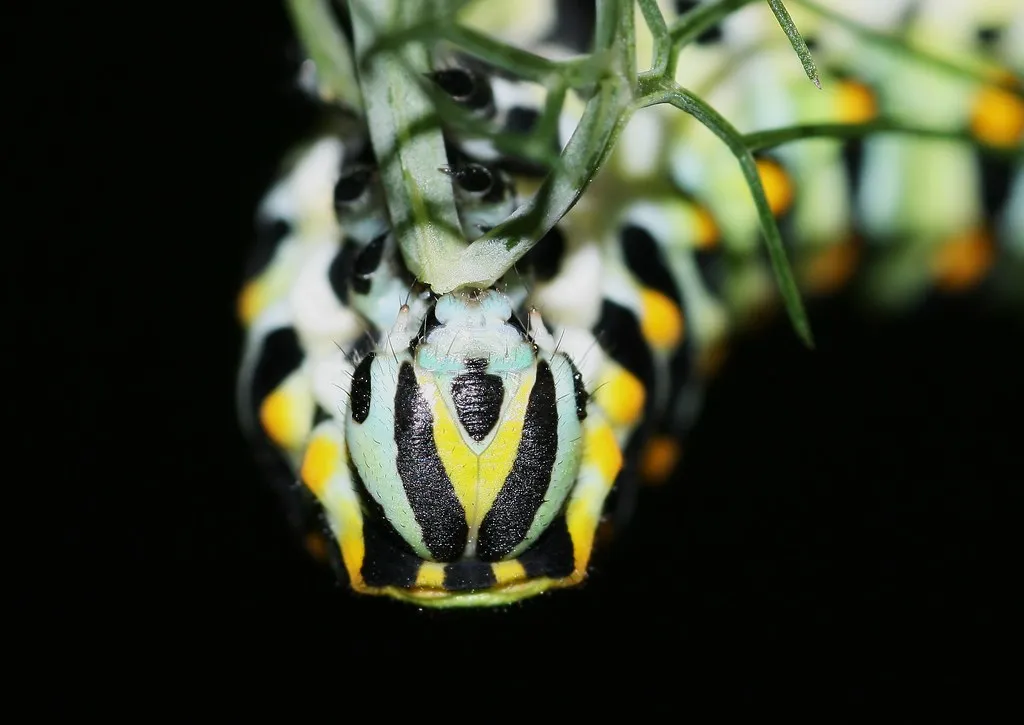La chenille tigrée du papillon du céleri (machaon noir) La chenille tigree du papillon du celeri machaon noir 6 La chenille tigree du papillon du celeri machaon noir 6