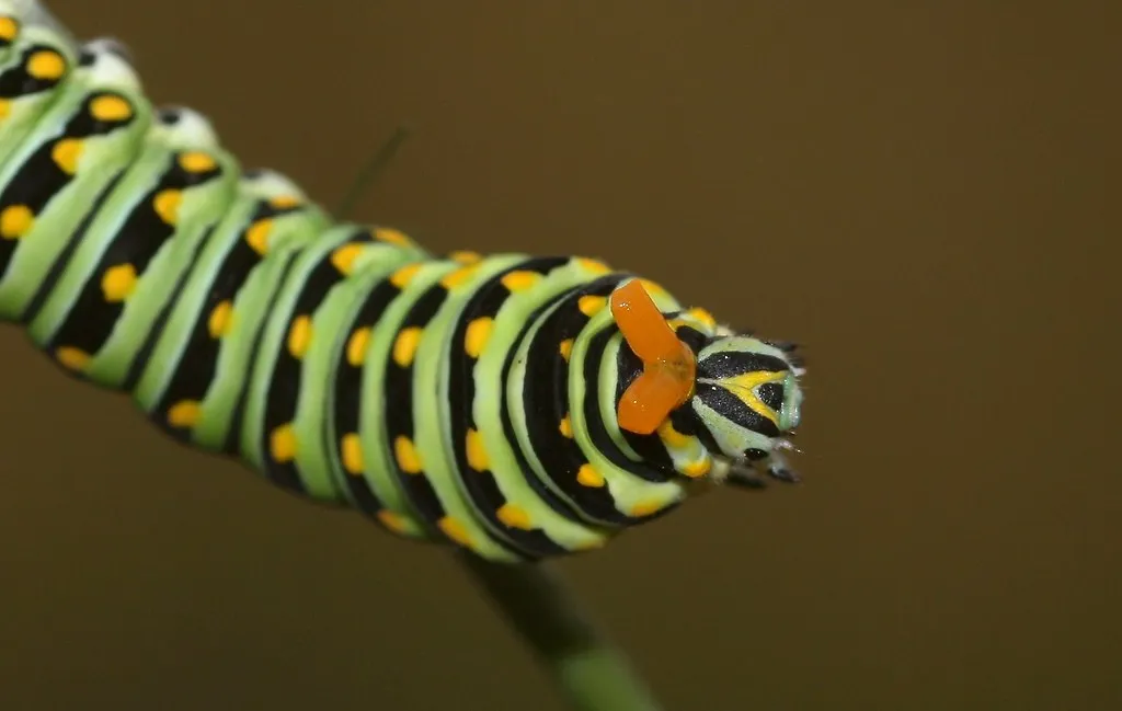 La chenille tigrée du papillon du céleri (machaon noir) La chenille tigree du papillon du celeri machaon noir 7 La-chenille-tigree-du-papillon-du-celeri-machaon-noir-7