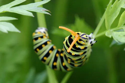 La chenille tigrée du papillon du céleri (machaon noir) La chenille tigree du papillon du celeri machaon noir 8 La-chenille-tigree-du-papillon-du-celeri-machaon-noir-8