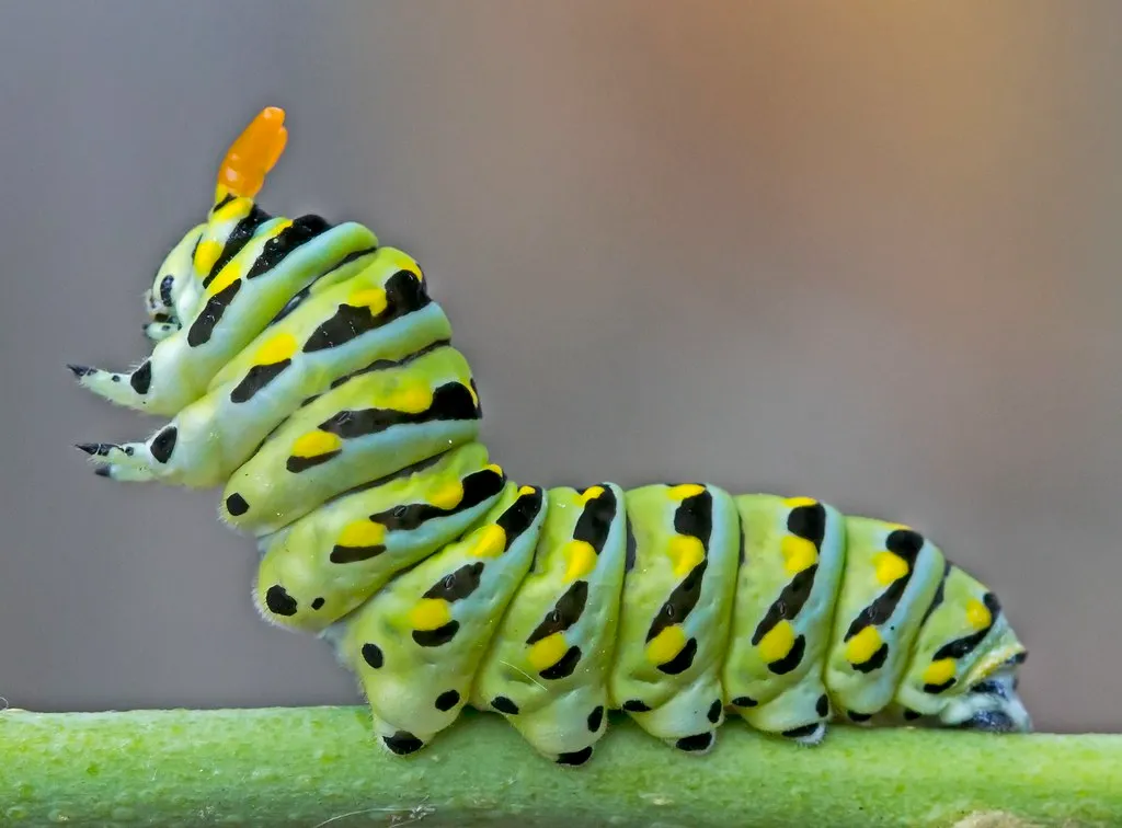 La chenille tigrée du papillon du céleri (machaon noir) La chenille tigree du papillon du celeri machaon noir 9 La-chenille-tigree-du-papillon-du-celeri-machaon-noir-9