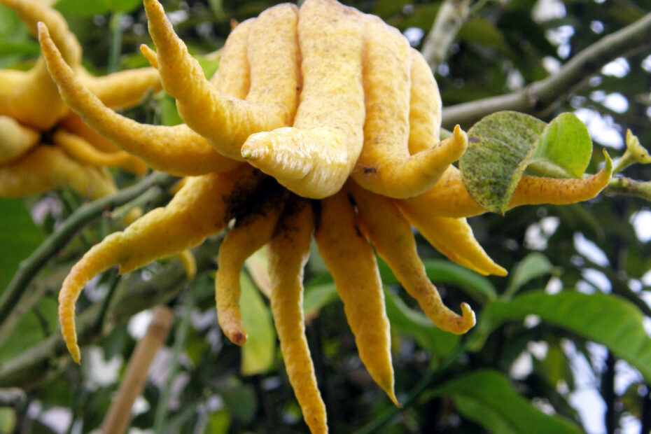 La main de Bouddha, le curieux agrume asiatique en forme de doigts La main de Bouddha un curieux fruit asiatique 1 La-main-de-Bouddha-un-curieux-fruit-asiatique-1
