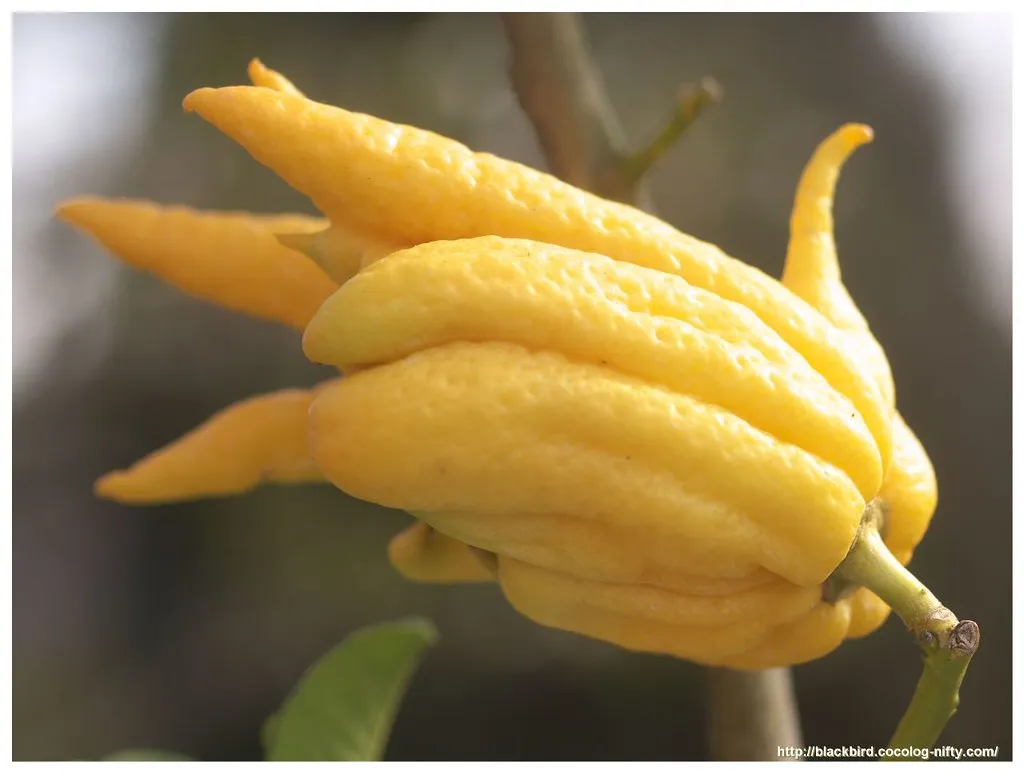 La main de Bouddha , un curieux fruit asiatique La main de Bouddha un curieux fruit asiatique 10 La-main-de-Bouddha-un-curieux-fruit-asiatique-10