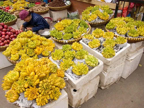 La main de Bouddha , un curieux fruit asiatique La main de Bouddha un curieux fruit asiatique 12 La-main-de-Bouddha-un-curieux-fruit-asiatique-12