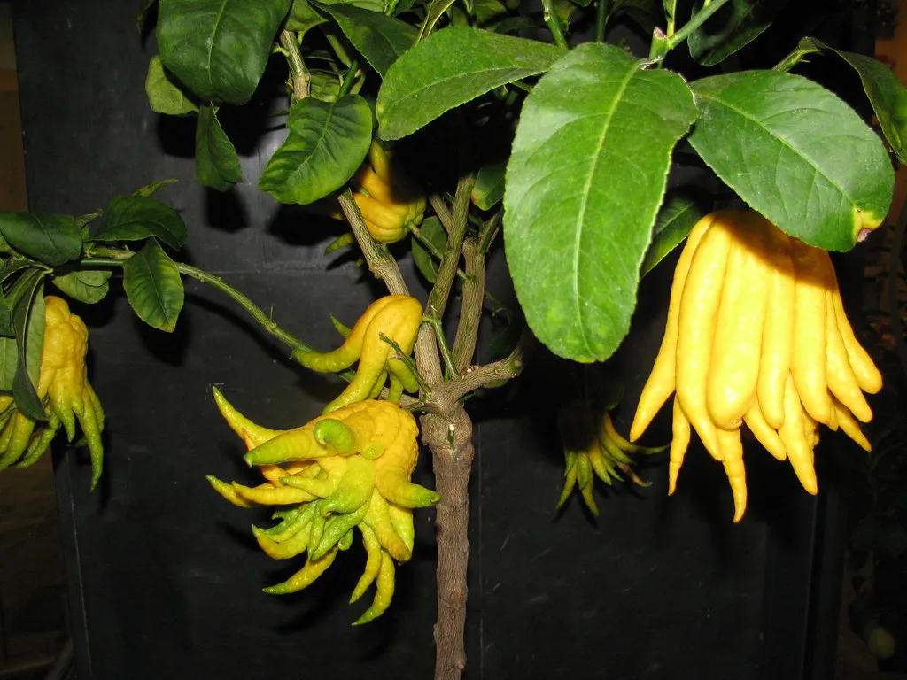 La main de Bouddha , un curieux fruit asiatique La main de Bouddha un curieux fruit asiatique 3 La-main-de-Bouddha-un-curieux-fruit-asiatique-3