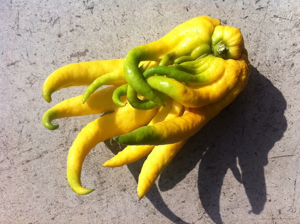 La main de Bouddha , un curieux fruit asiatique La main de Bouddha un curieux fruit asiatique 4 La-main-de-Bouddha-un-curieux-fruit-asiatique-4
