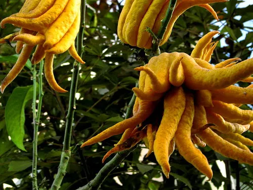 La main de Bouddha , un curieux fruit asiatique La main de Bouddha un curieux fruit asiatique 9 La-main-de-Bouddha-un-curieux-fruit-asiatique-9