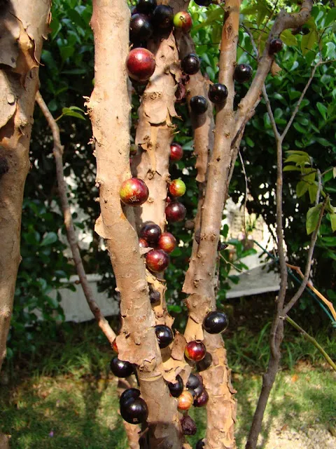 Le Jabuticaba, un arbre avec les fruits sur le tronc Le Jabuticaba un arbre avec les fruits sur le tronc vigne bresilienne 2 Le-Jabuticaba-un-arbre-avec-les-fruits-sur-le-tronc-vigne-bresilienne-2