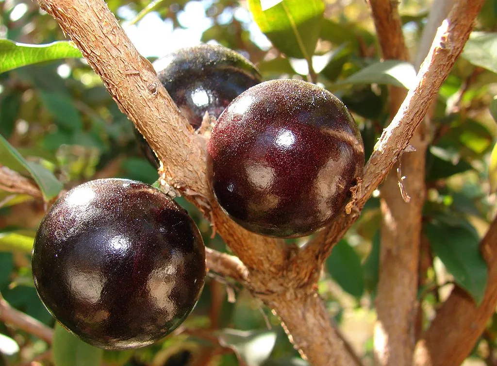 Le Jabuticaba, un arbre avec les fruits sur le tronc Le Jabuticaba un arbre avec les fruits sur le tronc vigne bresilienne 3 Le-Jabuticaba-un-arbre-avec-les-fruits-sur-le-tronc-vigne-bresilienne-3