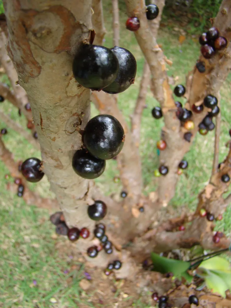 Le Jabuticaba, un arbre avec les fruits sur le tronc Le Jabuticaba un arbre avec les fruits sur le tronc vigne bresilienne 4 Le-Jabuticaba-un-arbre-avec-les-fruits-sur-le-tronc-vigne-bresilienne-4