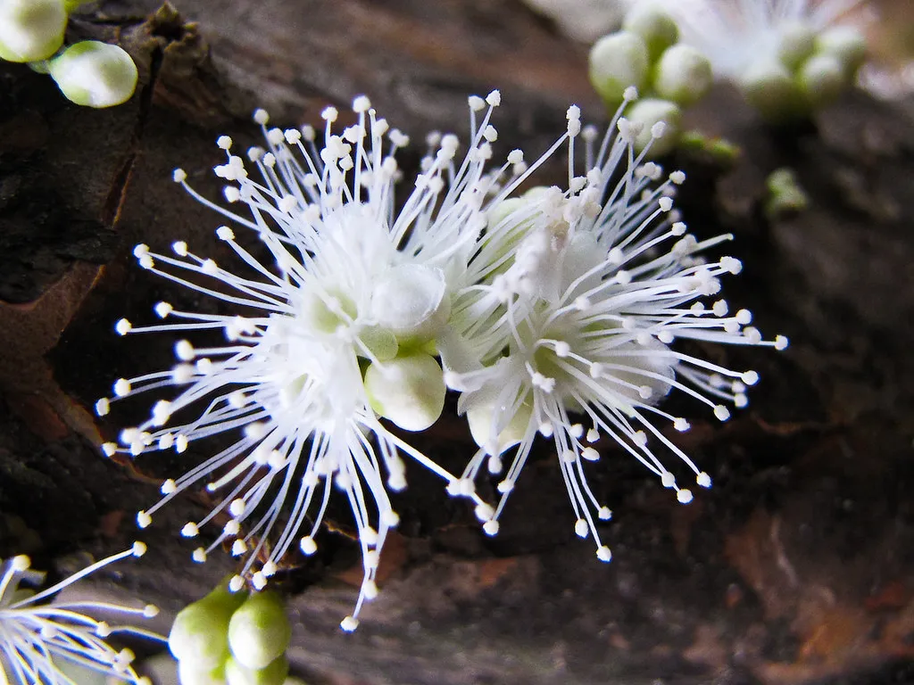 Le Jabuticaba, un arbre avec les fruits sur le tronc Le Jabuticaba un arbre avec les fruits sur le tronc vigne bresilienne 5 Le-Jabuticaba-un-arbre-avec-les-fruits-sur-le-tronc-vigne-bresilienne-5