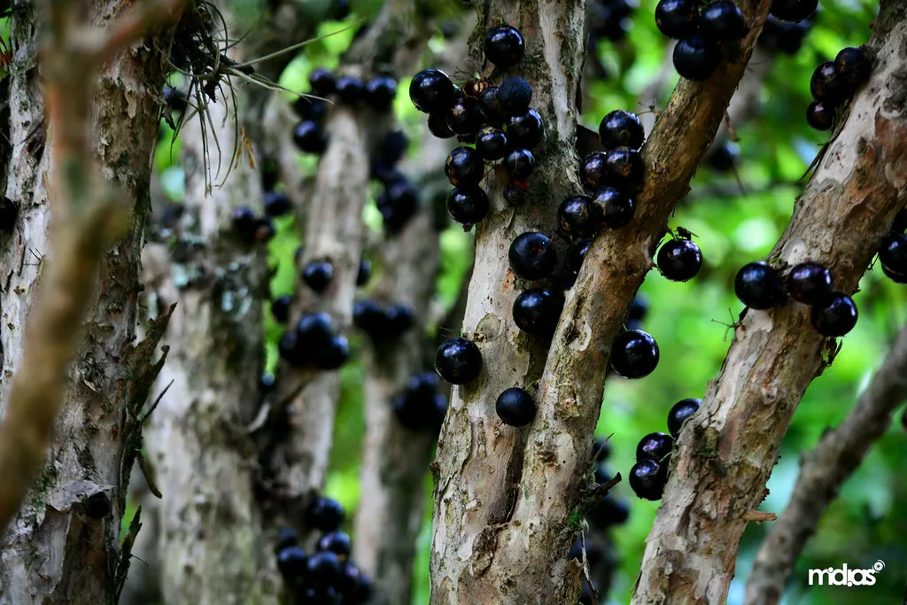 Le Jabuticaba, un arbre avec les fruits sur le tronc Le Jabuticaba un arbre avec les fruits sur le tronc vigne bresilienne 7 Le-Jabuticaba-un-arbre-avec-les-fruits-sur-le-tronc-vigne-bresilienne-7