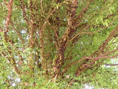 Le Jabuticaba, un arbre avec les fruits sur le tronc Le Jabuticaba un arbre avec les fruits sur le tronc vigne bresilienne 8 Le-Jabuticaba-un-arbre-avec-les-fruits-sur-le-tronc-vigne-bresilienne-8