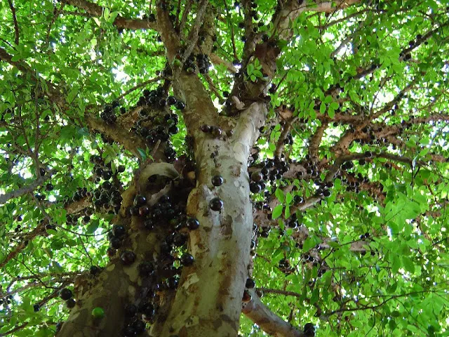 Le Jabuticaba, un arbre avec les fruits sur le tronc Le Jabuticaba un arbre avec les fruits sur le tronc vigne bresilienne 9 Le-Jabuticaba-un-arbre-avec-les-fruits-sur-le-tronc-vigne-bresilienne-9