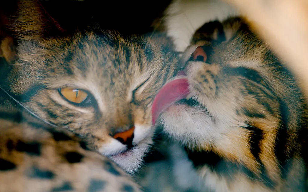 Le chat aux pattes noires - le félin le plus meurtrier du monde Le chat aux pattes noires chat a pieds noir delis nigripes le felin le plus meurtrier du monde tueur 9 Le chat aux pattes noires chat a pieds noir delis nigripes le felin le plus meurtrier du monde tueur 9