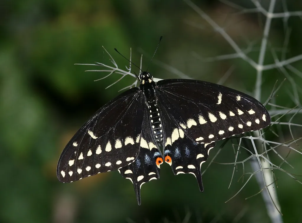La chenille tigrée du papillon du céleri (machaon noir) Le papillon du celeri machaon noir 1 Le-papillon-du-celeri-machaon-noir-1