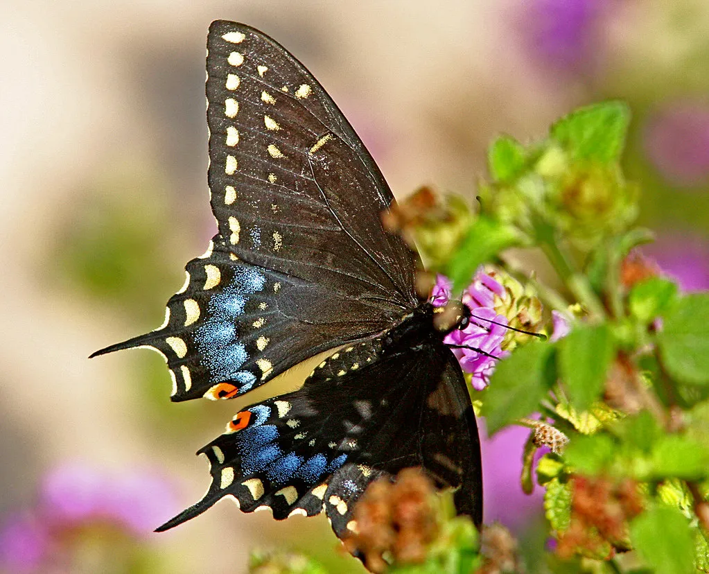 La chenille tigrée du papillon du céleri (machaon noir) Le papillon du celeri machaon noir 2 Le-papillon-du-celeri-machaon-noir-2