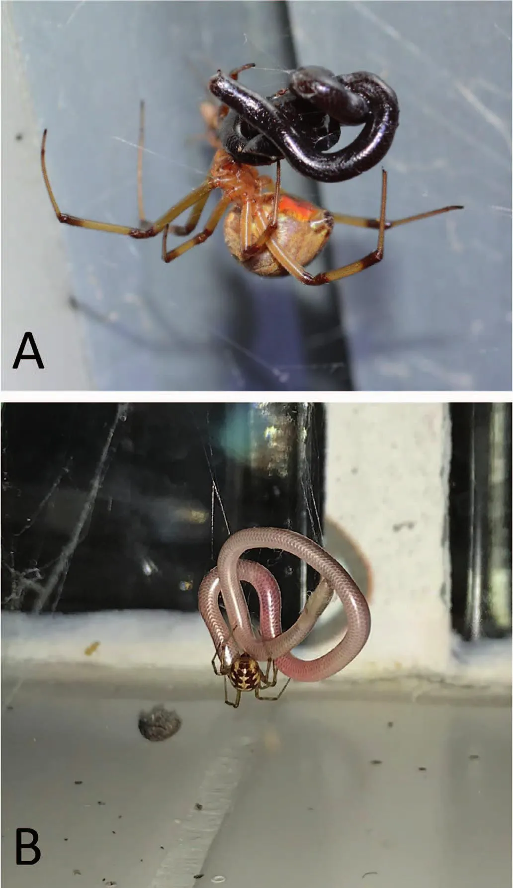 Les araignées mangent les serpents (aussi) Les araignees mangent les serpents aussi veuve brune Les-araignees-mangent-les-serpents-aussi-veuve-brune