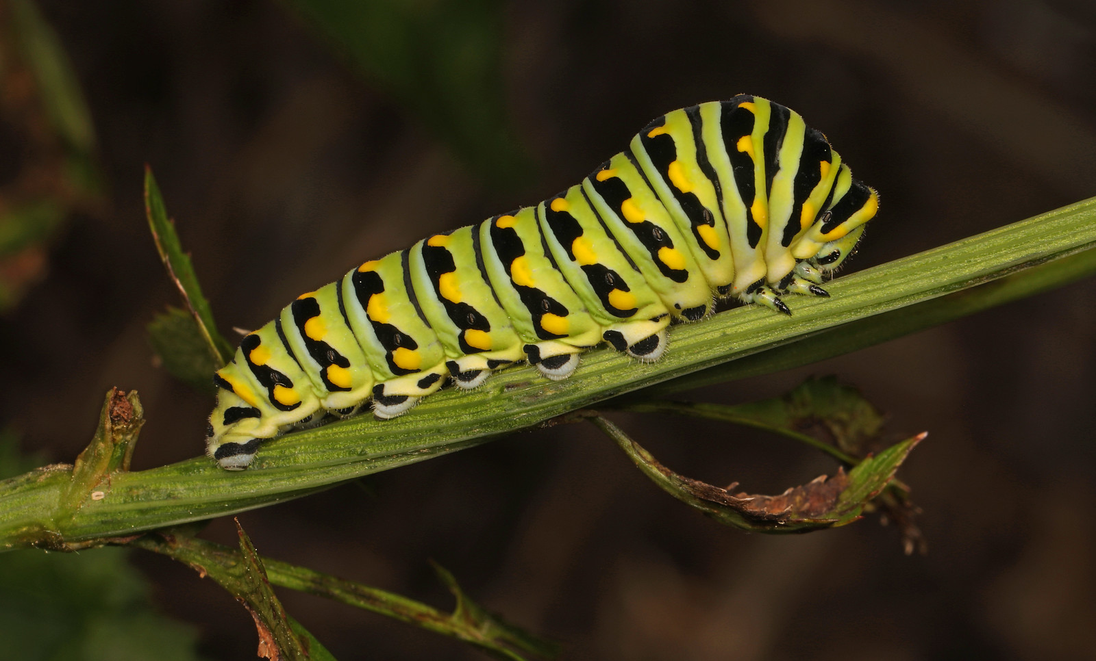 chenille tigre papillon celeri machaon papilio polyxenes chenille tigre papillon celeri machaon papilio polyxenes