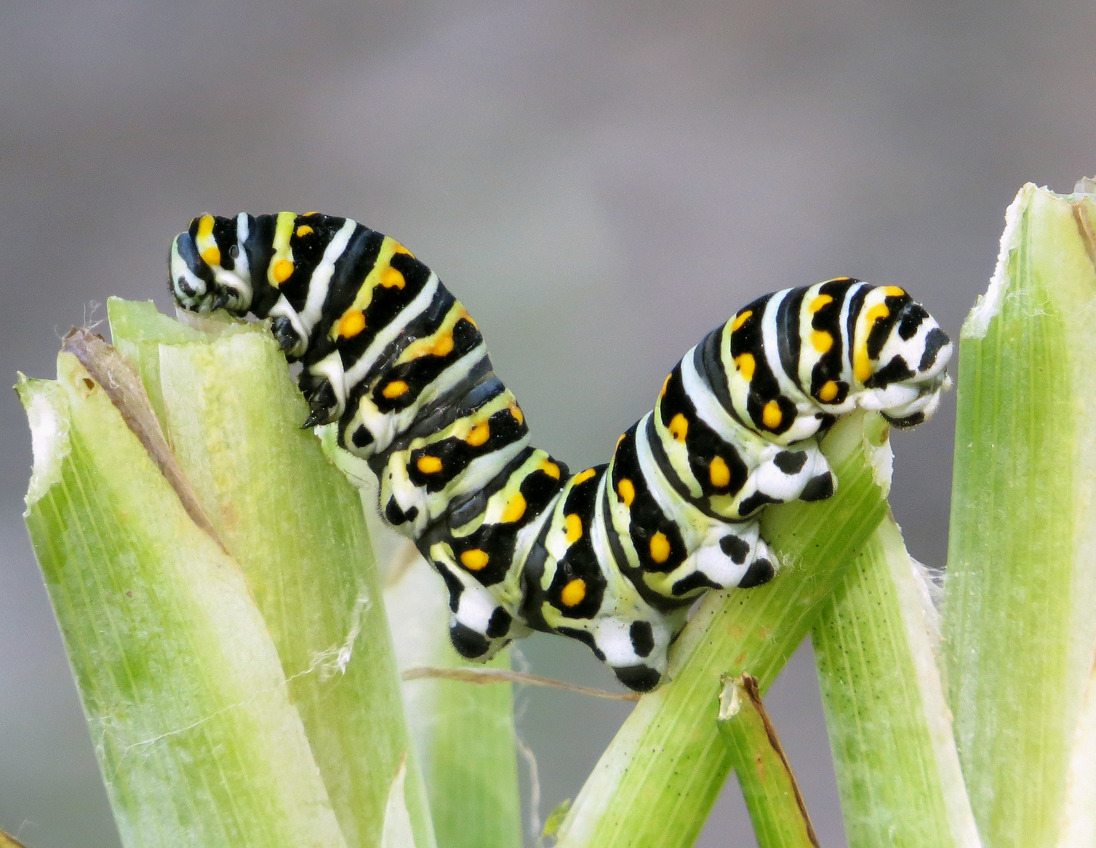 chenille tigre papillon celeri papilio polyxenes 2 chenille tigre papillon celeri papilio polyxenes 2